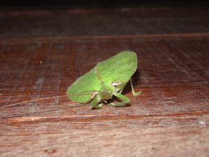 Leaf insect